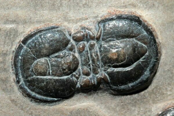 Agnostids were historically classified as a trilobite order but are no longer considered to be true trilobites.